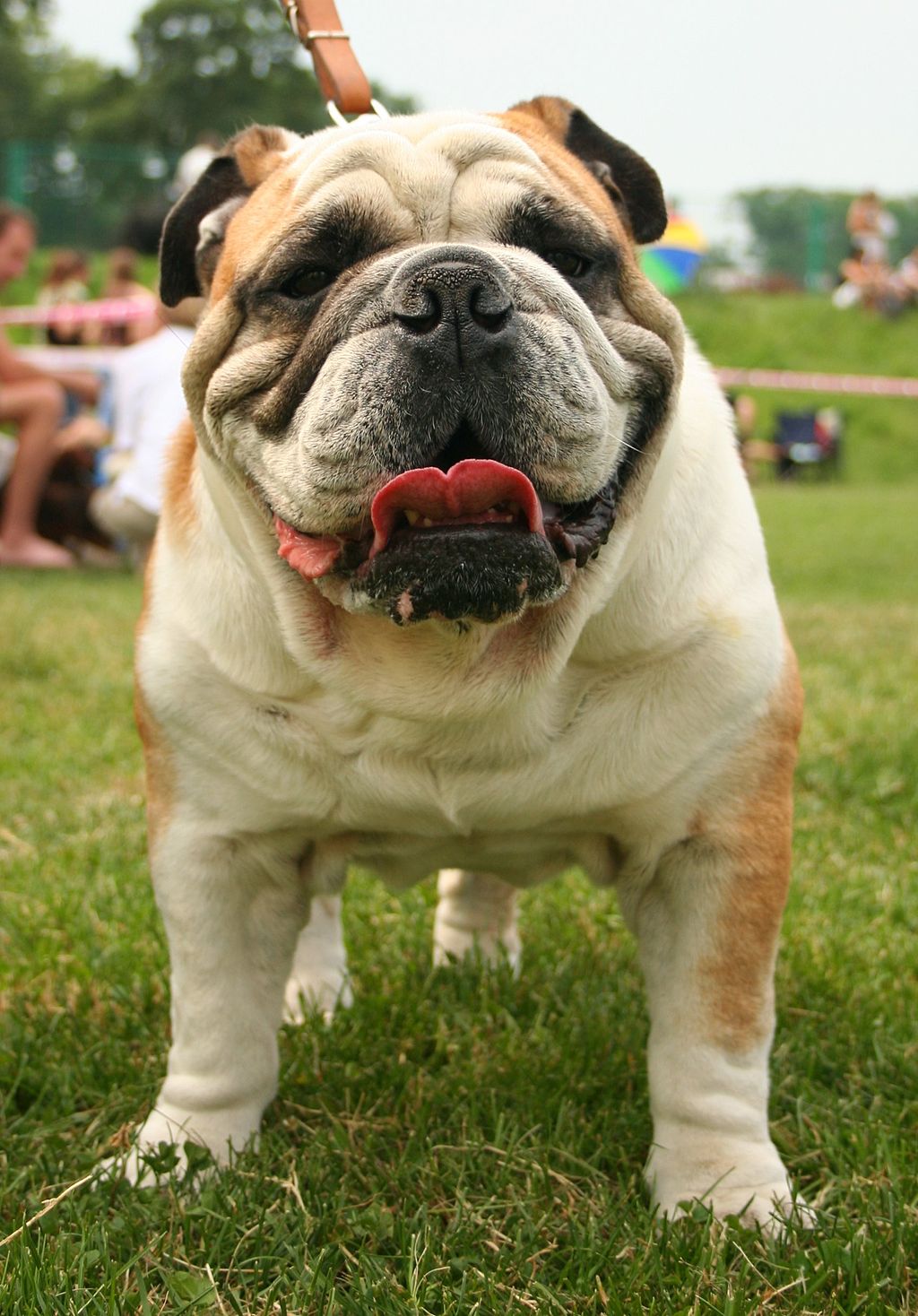 Casting directors for Legally Blonde The Musical are looking for a bulldog or 'bullish' dog to play Rufus in Birmingham