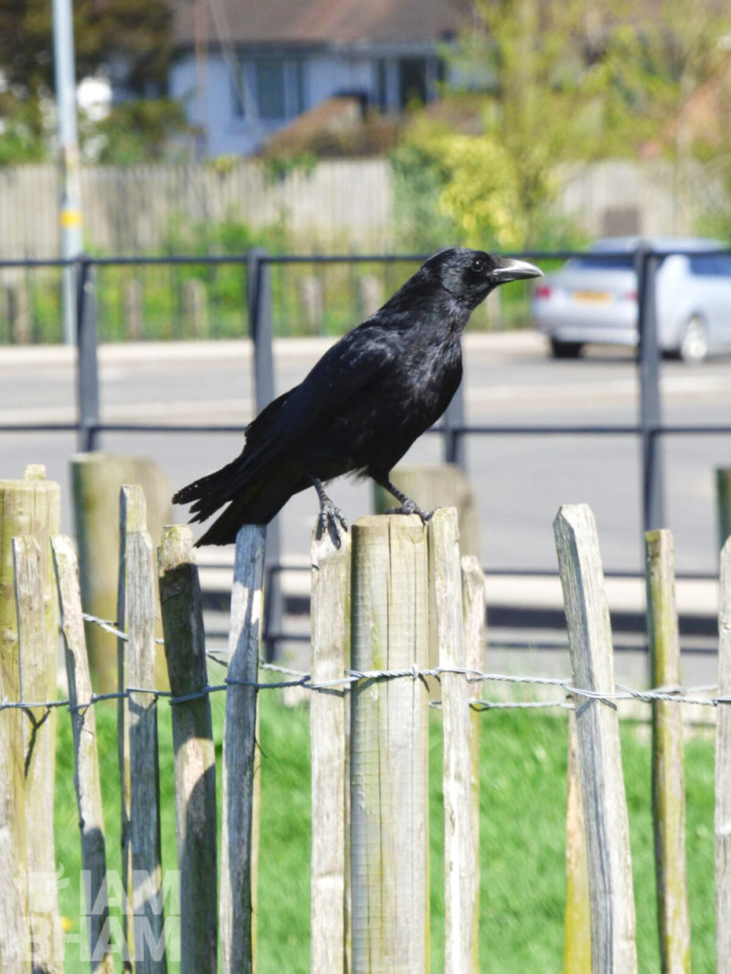 A blackbird in a park in South Yardley in Birmingham