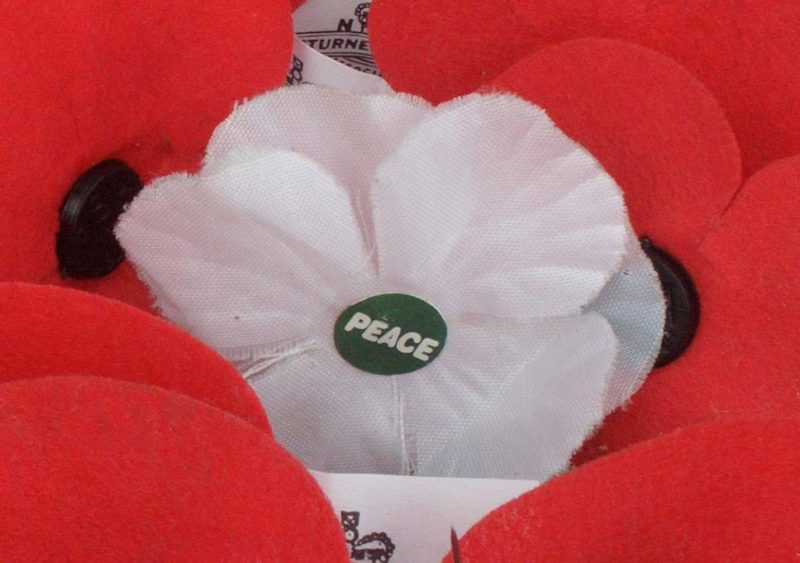The white poppy among red poppies for Remembrance Day