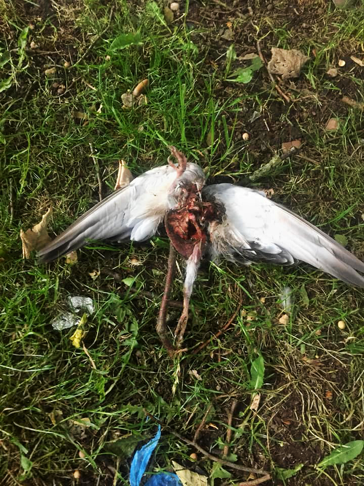 A decomposing bird in Small Heath Park poses a health risk to the children who play there