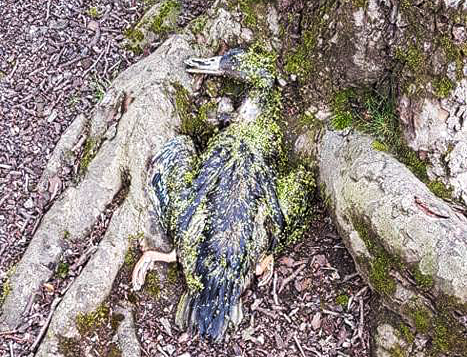 Green algae covers the body of a dead duck in Small Heath Park