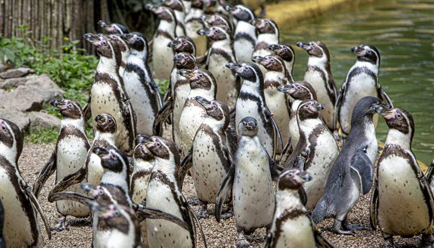 Heartbreak as Dudley Zoo penguins killed by outbreak of avian malaria