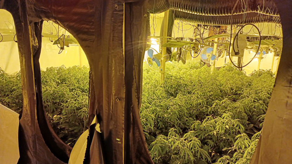 Cannabis crop worth £3-million found in disused Birmingham warehouse