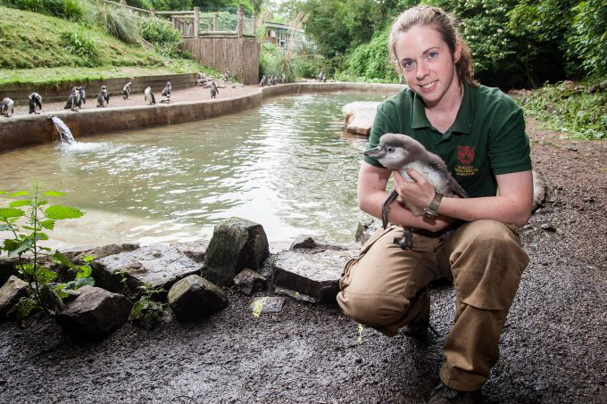 Dudley Zoo has been running a successful penguin breeding program for decades