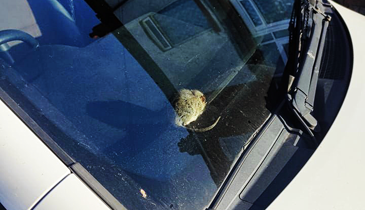 Public health horror as rat spotted inside a car in Bordesley Green