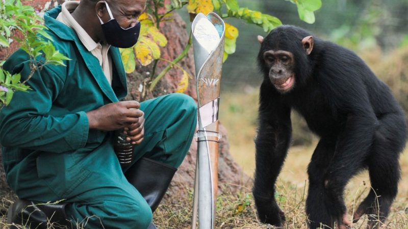 The Queen's Baton visited Ngamba Chimpanzee Sanctuary in Uganda, where one of the resident chimpanzees interacted with it