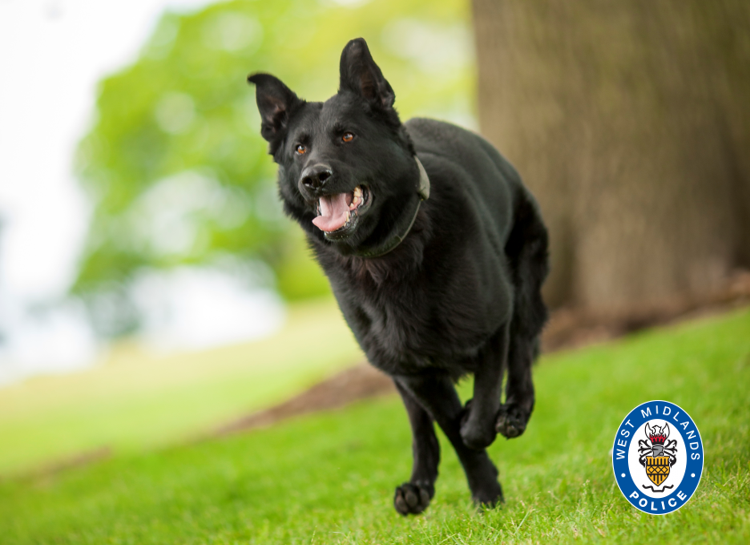 Police dog Stavros caught Joshua Connor who attempted to flee in a stolen car 