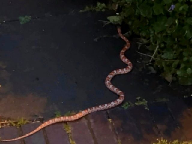 Birmingham residents in shock after snake loose in Small Heath garden