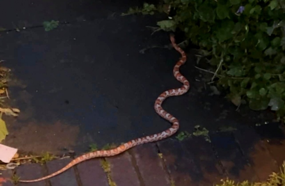 Birmingham residents in shock after snake loose in Small Heath garden