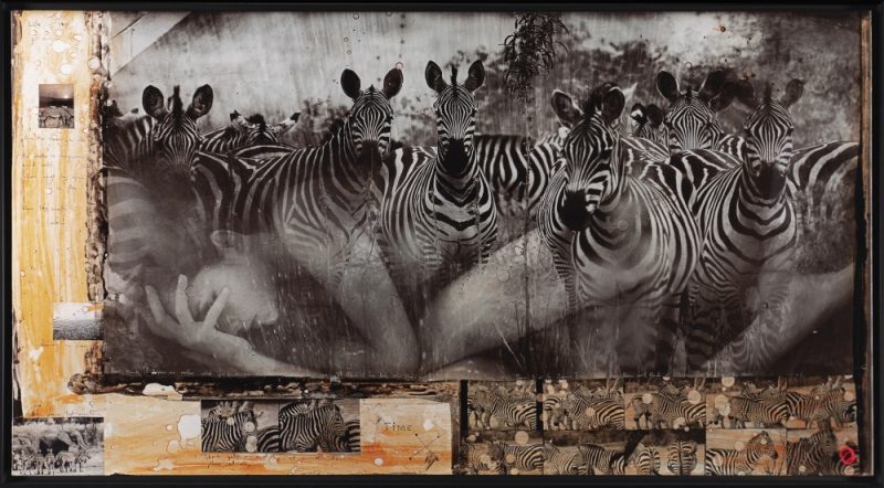 Zebras by Raphael Mazzucco