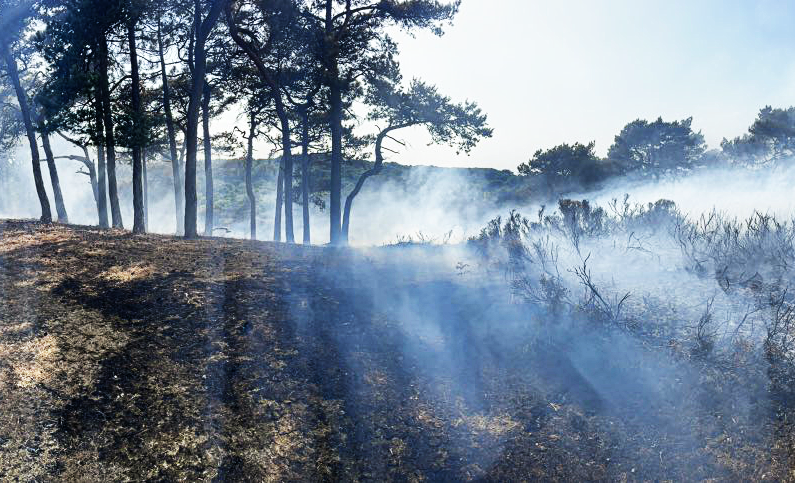 Wildlife and natural habitats face catastrophe after the Lickey Hills fire