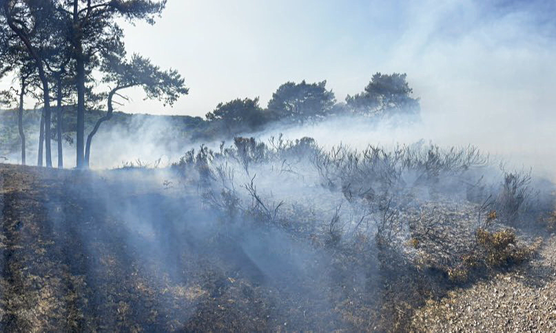 An area the size of 5 football pitches destroyed in Lickey Hills Country Park fire