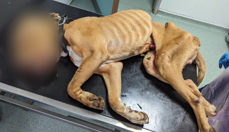 The dead dog was found in wasteland in Handsworth, Birmingham 